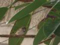 Passer domesticus
